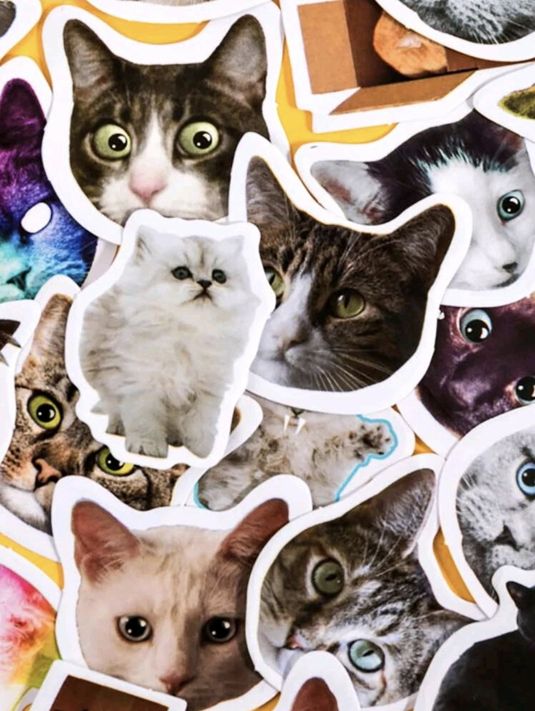 50 STICKERS DE GATITOS